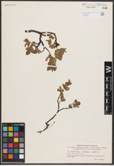 Foto von Salix herbacea L. x Salix lapponum L. x Salix polaris Wahlenb.